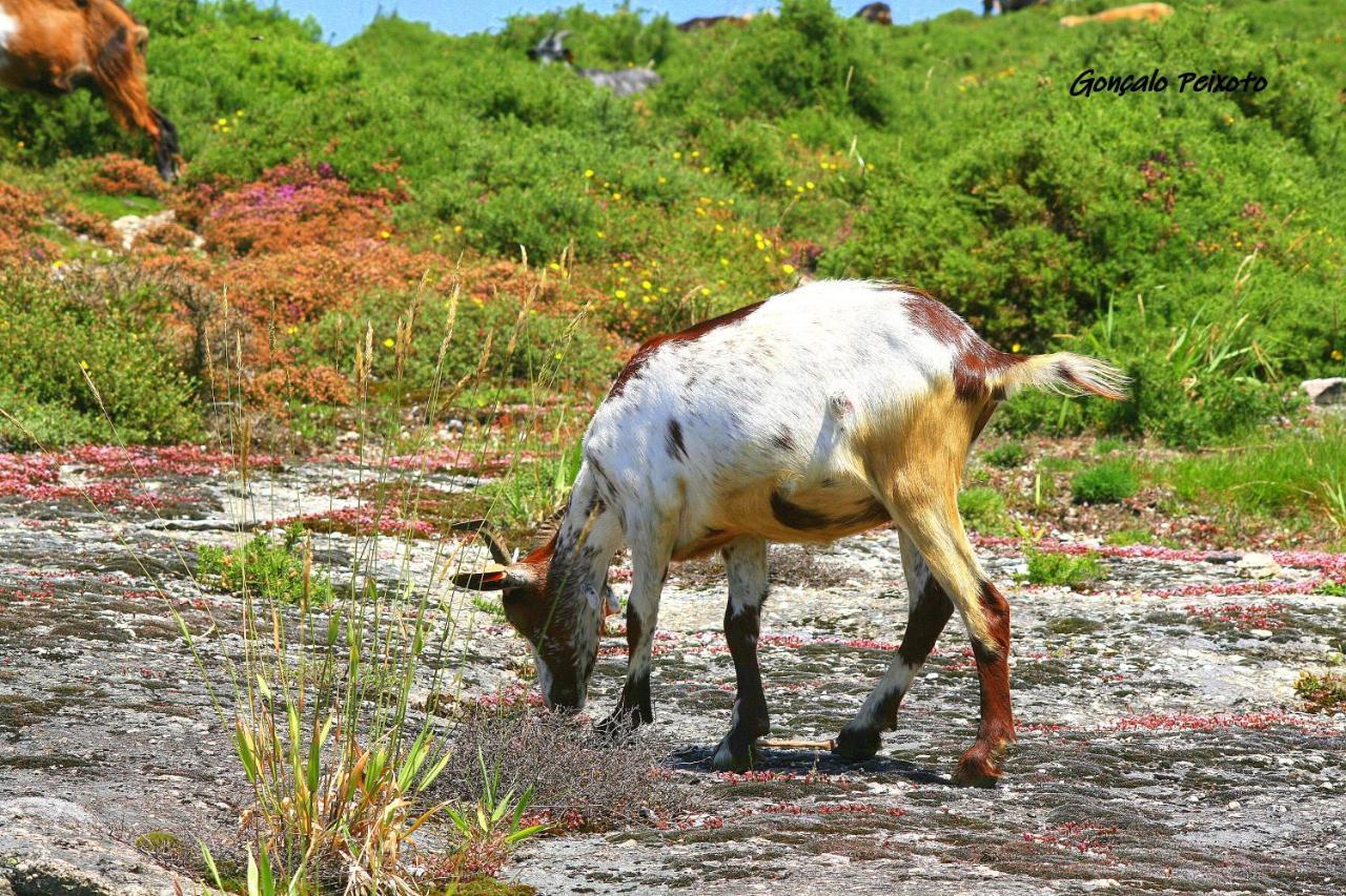 ホテル Corredoura Garden カルデラス エクステリア 写真